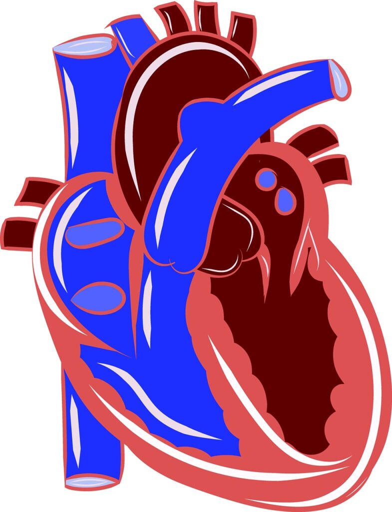 heart, anatomy, circulatory-2561958.jpg
